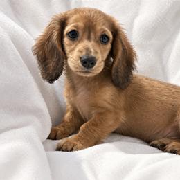 Lennox - Cream male Dachshund puppy in Dinwiddie, Virginia from East Coast Dachshunds