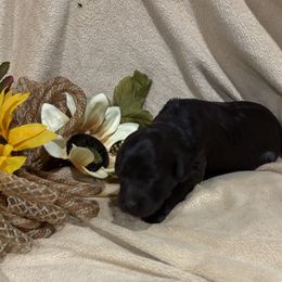 Minnow - Chocolate female Labradoodle puppy in Somerset, California from Annie’s Animals