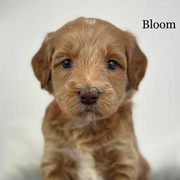 Bloom - Apricot female Goldendoodle puppy in Milford, Indiana from Railway Acres Kennel