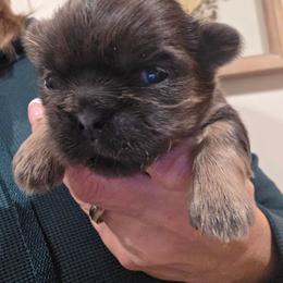Ben - Blue male Shih Tzu puppy in Carrollton, Ohio from Becker Hollow