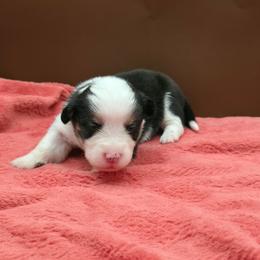 Temper - Black and tan male Pembroke Welsh Corgi puppy in Charleroi, Pennsylvania from Twilight Hollow Corgis