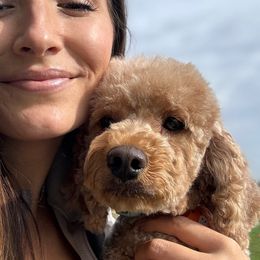 Pippy - Goldendoodle