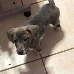 Mountain Cur Puppies from Walnut Ridge Mountain Curs