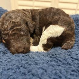 Fudge - Parti male Poodle puppy in Spring, Texas from Sterling Star Doodles