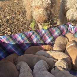 Goldendoodles and Pyredoodles from Sweet Dixie Doodles