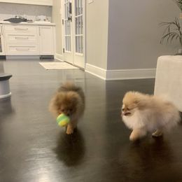 Pomeranian Puppies from Halo Poms