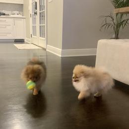 Pomeranian Puppies from Halo Poms