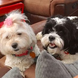 Shihpoos from ShihPoos de Lux