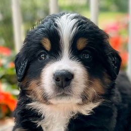Marla - Bernese Mountain Dog puppy from Diamond U Berners