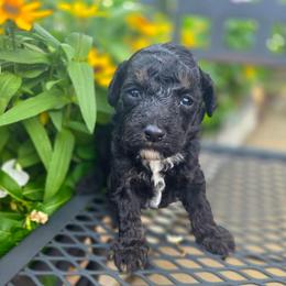 George Harrison - male Cavapoochon puppy in Bullard, Texas from Cavapoochon Central LLC