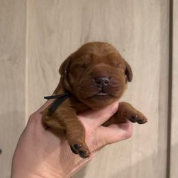 Hopper - Dark golden male Golden Retriever puppy in Henagar, Alabama from Shupe’s Sweet Southern Goldens