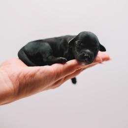 Yellow Girl - Black female Cavapoo puppy in Mckinney, Texas from Doodles of North Tx