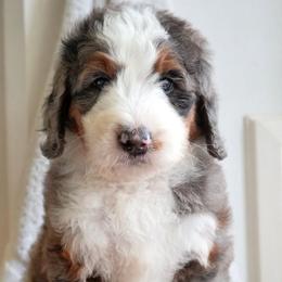 River - Merle female Bernedoodle puppy in Folsom, Louisiana from DoodlesFarmCo