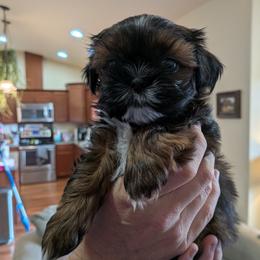 Shih Tzu puppies from Jenny's Shih Tzus