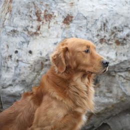 Golden Retrievers from A&W Goldens