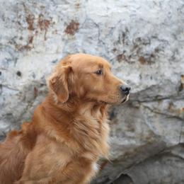 Golden Retrievers from A&W Goldens