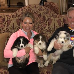 Australian Shepherd Puppies from Highline