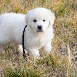 Golden Retriever Puppies from ElkRidge Goldens