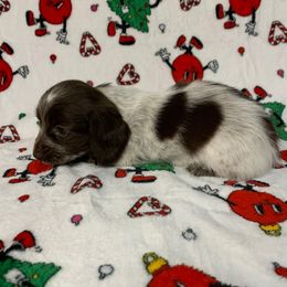Girl 2 - Piebald female Dachshund puppy in Vinton, Iowa from Lerch Family Dachshunds