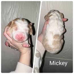 Mickey - Lemon and white male English Springer Spaniel puppy in Freeland, Michigan from McNally's Springer Spaniels