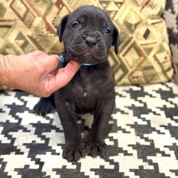 Boy 4 - Black male Cane Corso puppy in Granbury, Texas from Revolutions Kennel