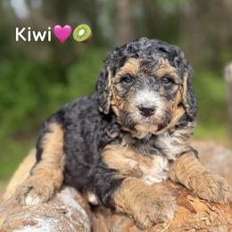 Kiwi - Phantom female Bernedoodle puppy in Lancaster, Minnesota from Richardville Hunde