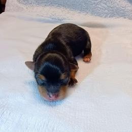 Sirius (1) - Black and tan male Yorkshire Terrier puppy in New Holland, Pennsylvania from Ellie's Cute as a Button Yorkies