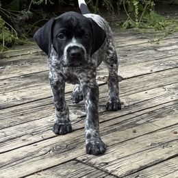 Yellow - Black and white female German Shorthaired Pointer puppy in Whitelaw, Wisconsin from French Creek GSPs