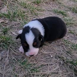 Dyna - Black tri female Miniature Australian Shepherd puppy in Leonard, Texas from Tin Roof Aussies