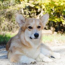 Odie - Pembroke Welsh Corgi