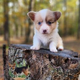 Candy Corn - Sable merle and white female American Corgi puppy in Cameron, North Carolina from Butts Family Corgis