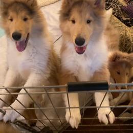 Collie Puppies from Plum Creek Collies