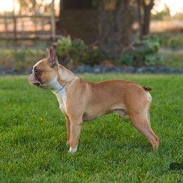 Griffon - Boston Terrier