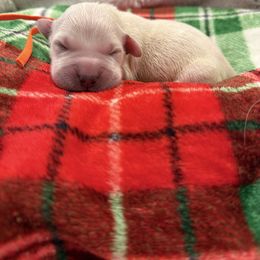 Orange - Golden male Golden Retriever puppy in Salt Lake City, Utah from Soaring golden retrievers