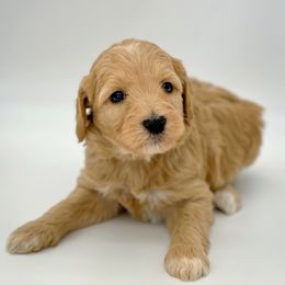 Sarah - Goldendoodle puppy in Lancaster, Minnesota from North Star Dog Training