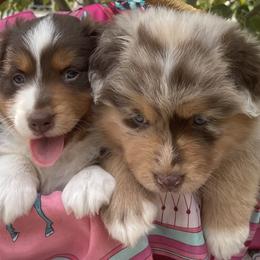 Australian Shepherd puppies from Noble Standard Australian Shepherds