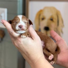 Grace - Red  female Goldendoodle puppy in Wharton, Texas from Little Fur Friends