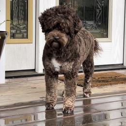JJ - Australian Labradoodle