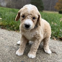 Tigger - Black - Cream male Goldendoodle puppy in Kent City, Michigan from Hannah Mae Doodles