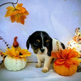 Lilly - Tri-color female Cavalier King Charles Spaniel puppy in Charity, Missouri from Missouri. Cavaliers