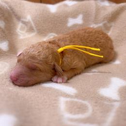 Phoenix - Apricot female Goldendoodle puppy in Pittsburg, Texas from Grace Springs Goldendoodles