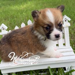 Red - fluff carrier - Red male Pembroke Welsh Corgi puppy in Nashville, Arkansas from Whisenhunt Farms