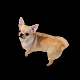 Tru - Chihuahua