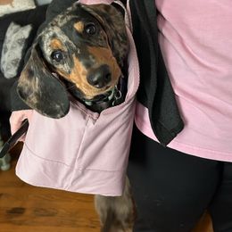Frankie - Dachshund