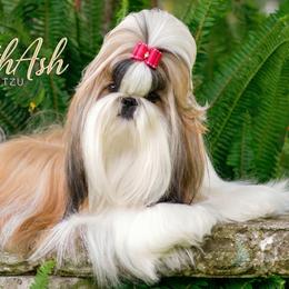 Shih Tzus from BethAsh Shih Tzu