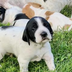 Pointers from Rimrock Pointers