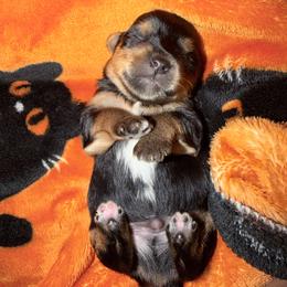 Boy 1 - Black and tan male Yorkshire Terrier puppy in Richland County, South Carolina from Nesha's Pawrific Tails
