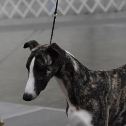 James - Whippet