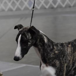 James - Whippet