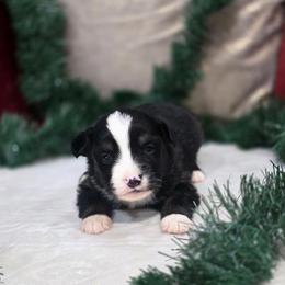 Clay - Black tri male Miniature Australian Shepherd puppy in Killen, Alabama from Wilkers Wholehearted Mini Aussies